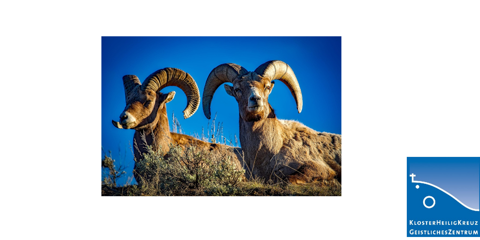 bighorn-1721514_1280_mit_logo